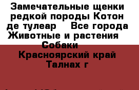 Замечательные щенки редкой породы Котон де тулеар  - Все города Животные и растения » Собаки   . Красноярский край,Талнах г.